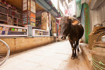 Image showing Cow on the streets of Varanasi, India