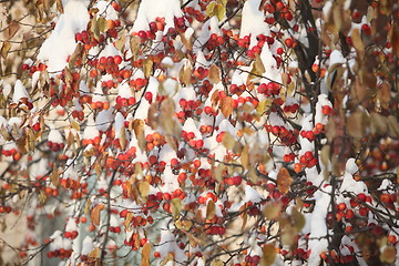 Image showing red Apple apples  in snow