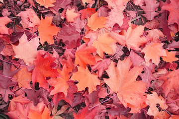 Image showing autumn color background