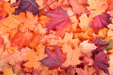 Image showing autumn color background