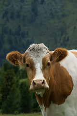 Image showing Cow at the Nock Alp, Austria