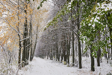 Image showing Winter landscape: the trees, the first snow.