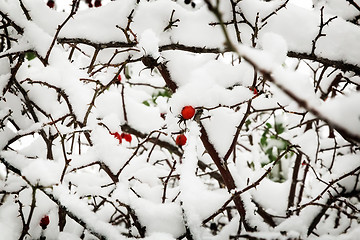 Image showing Hawthorn berries on the bushes covered with snow.