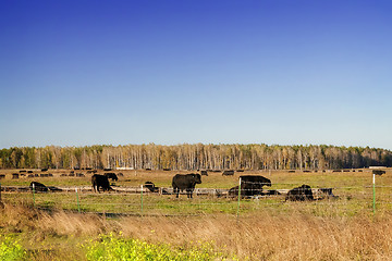 Image showing Cattle on farmland at sunset.