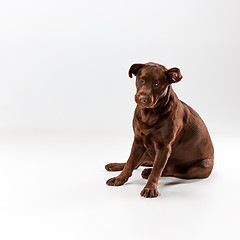 Image showing The brown labrador retriever on white