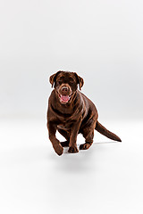 Image showing The brown labrador retriever on white