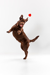 Image showing The brown labrador retriever on white