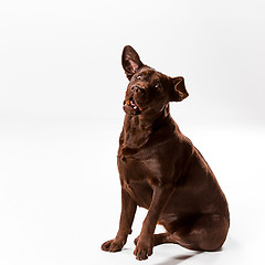 Image showing The brown labrador retriever on white