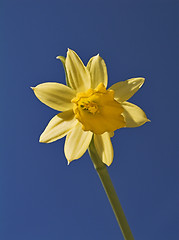 Image showing Yellow Flower