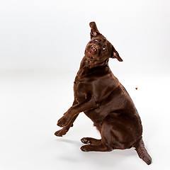 Image showing The brown labrador retriever on white