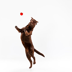 Image showing The brown labrador retriever on white