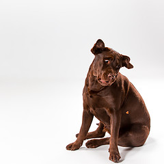 Image showing The brown labrador retriever on white