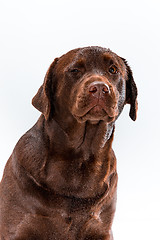 Image showing The brown labrador retriever on white