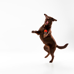 Image showing The brown labrador retriever on white