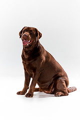 Image showing The brown labrador retriever on white