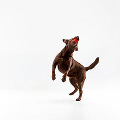 Image showing The brown labrador retriever on white