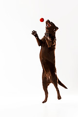 Image showing The brown labrador retriever on white