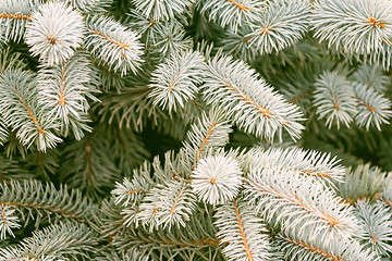 Image showing Fluffy branches of a blue spruce.