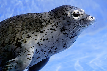 Image showing Young seal in the water.