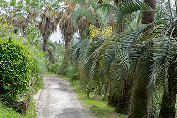 Image showing Arboretum of tropical and subtropical plants.