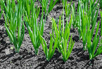 Image showing To plant onions in the garden.