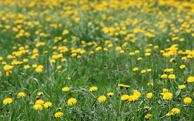 Image showing Spring background of yellow dandelion meadow