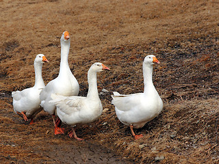 Image showing Domestic geese graze on traditional village goose farm