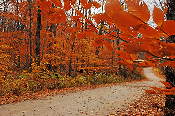 Image showing Beautiful scenery in the forest.