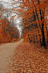 Image showing Small street scenery in the forest.