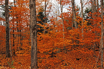 Image showing Image of forest in the fall.