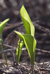 Image showing Lily of the valley in spring