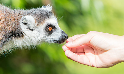 Image showing Lemur with human hand - Selective focus