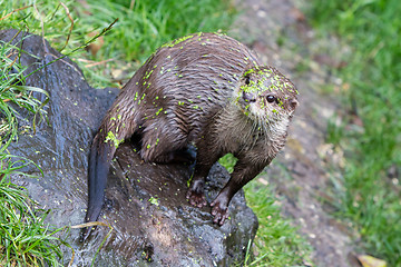 Image showing Small claw otter covered in duckweed