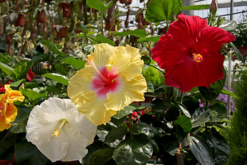 Image showing Hibiscus flowers