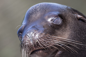 Image showing Sea lion closeup