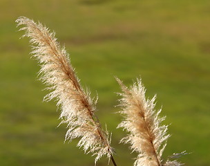 Image showing Pampas Grass