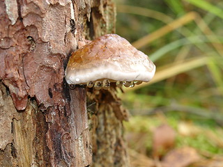 Image showing birch fungus