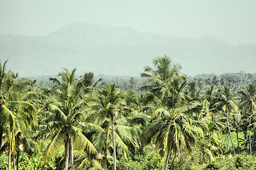 Image showing mountains and jungle with palm trees of South-East Asia