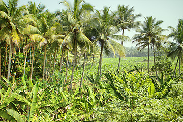 Image showing Well-maintained plantations of coconut palms 1. 