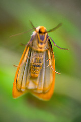 Image showing Yellow moth in zero gravity