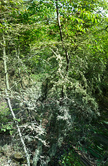 Image showing Fancy lichens create impression of fairy-tale forest