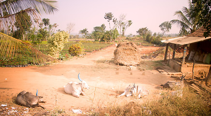 Image showing Poor Indian household in province Andhra Pradesh 2