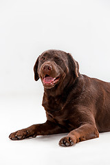 Image showing The brown labrador retriever on white