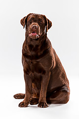 Image showing The brown labrador retriever on white