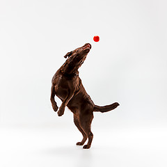 Image showing The brown labrador retriever on white