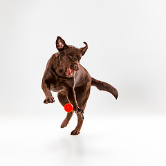 Image showing The brown labrador retriever on white