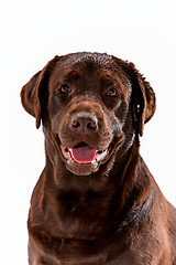 Image showing The brown labrador retriever on white