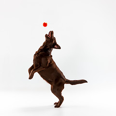 Image showing The brown labrador retriever on white