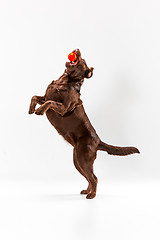 Image showing The brown labrador retriever on white