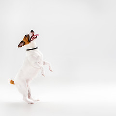 Image showing Small Jack Russell Terrier on white